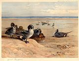 Archibald Thorburn Canvas Paintings - Pintails on the Shore